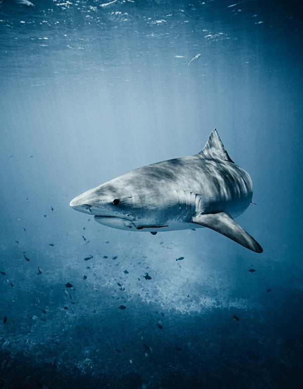 Ryan Borne & The Sharks
